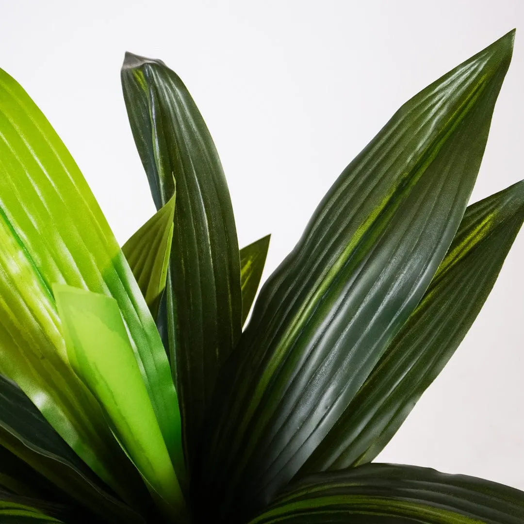 Dracena tropical