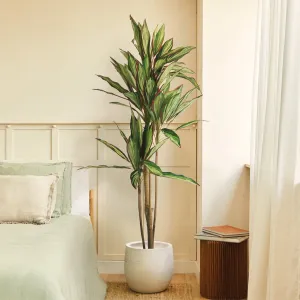 Dracena