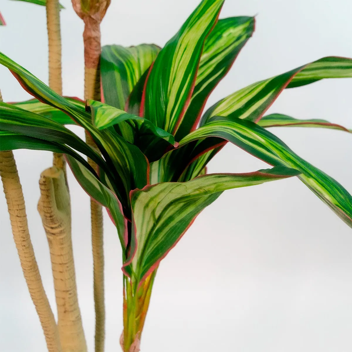 Dracena